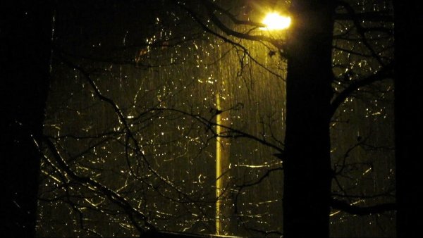 Дерево дождь ночь