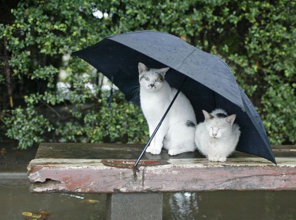 Котик с зонтиком