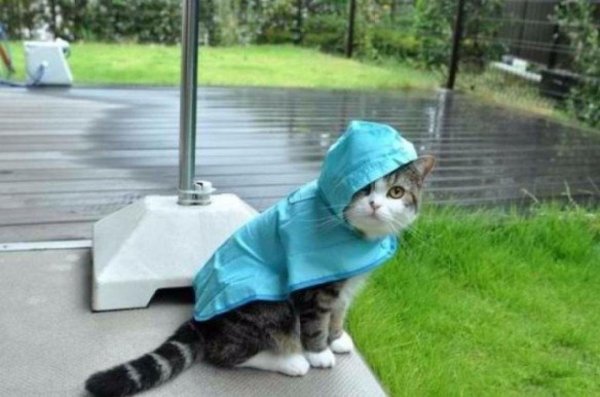 Кот под дождем