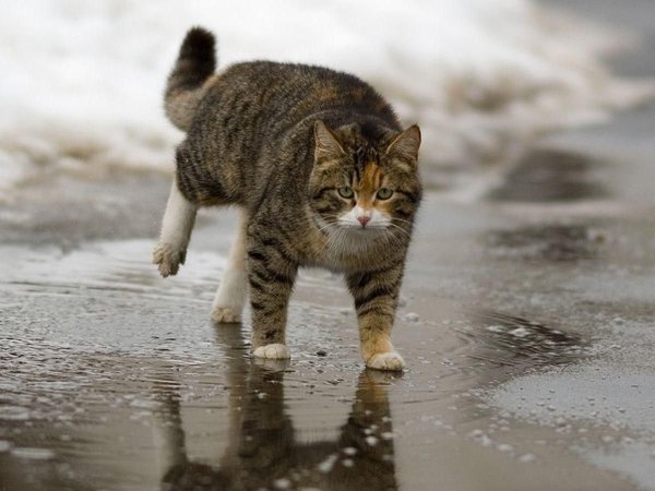 Котенок в луже