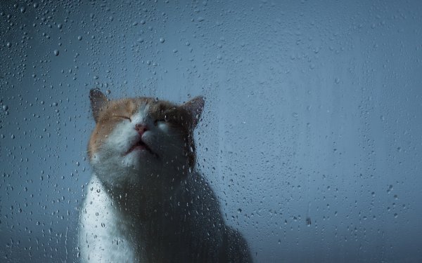 Мокрые коты