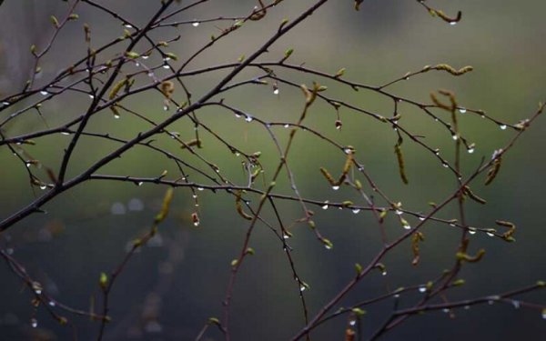 Апрельский дождь