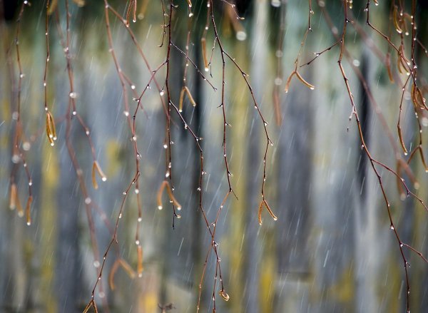 Дождь весной