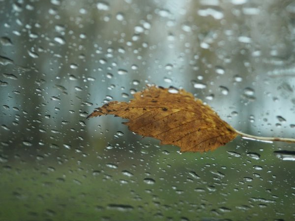 Дождь и ветер