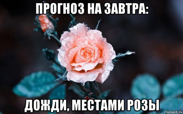Розочка Мем