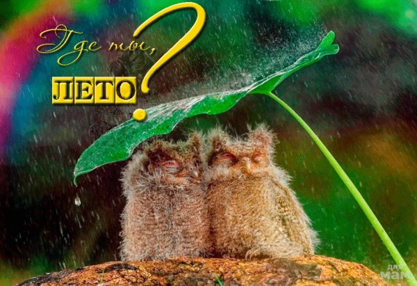 Открытка где лето