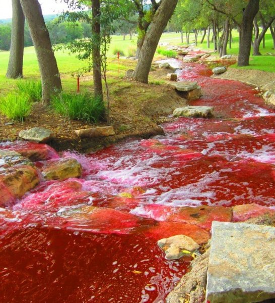 Кровавый дождь – редкое природное явление