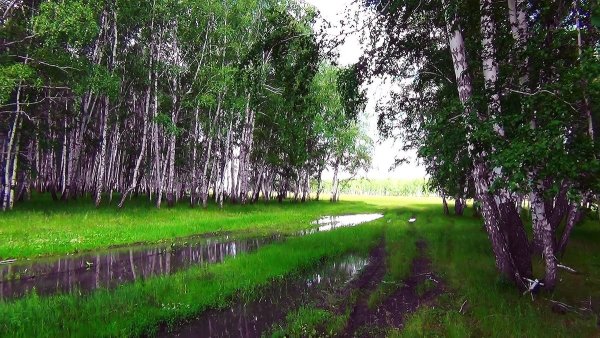 Дождь в лесу