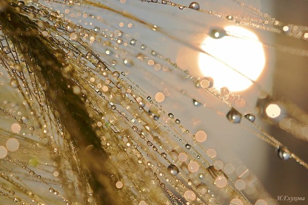 Роса на солнце