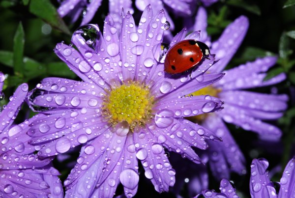 Цветы в росе