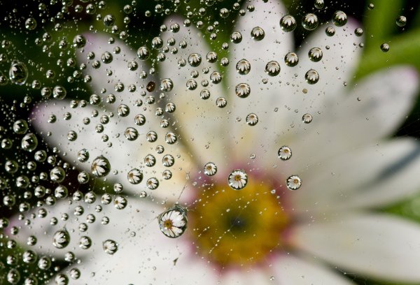 Капли воды на цветах