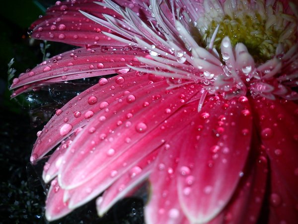 Цветы с капельками росы