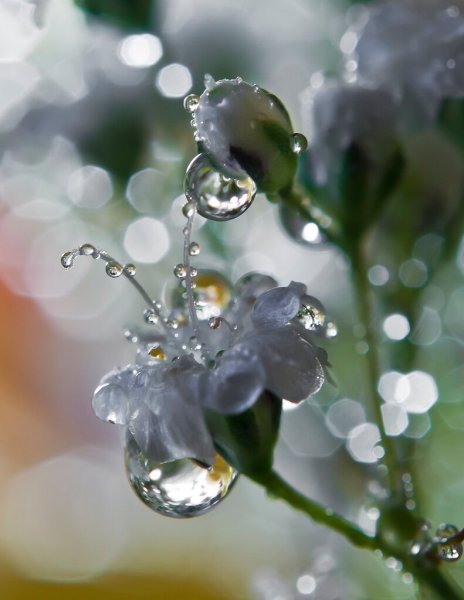 Роса на цветах