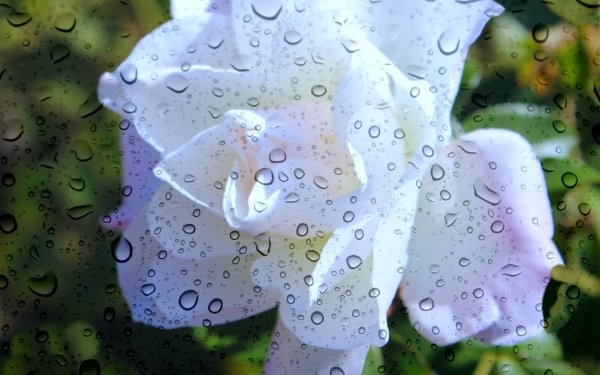 Капли дождя на цветах