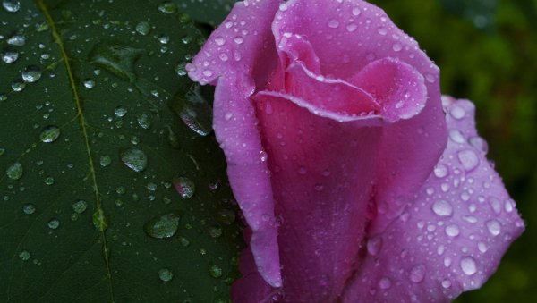 Роза с капельками росы