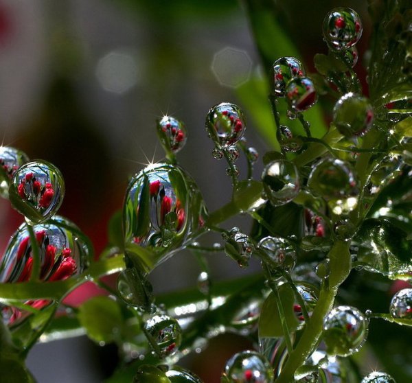 Цветы с капельками дождя