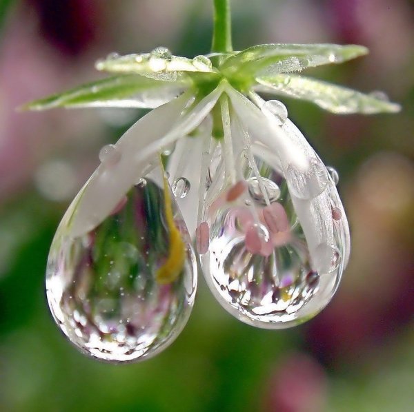 Утренняя роса на цветах