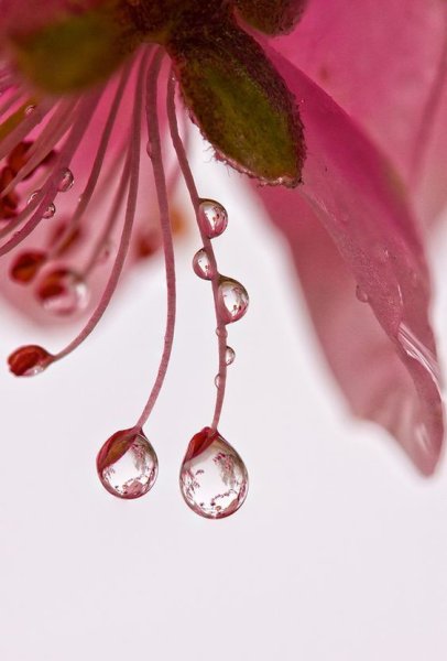 Цветы капли воды