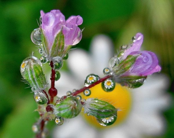 Роса на цветах