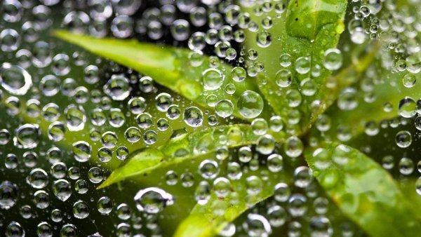 Растения с капельками воды