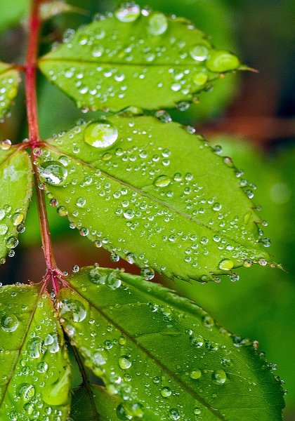 Роса на листьях