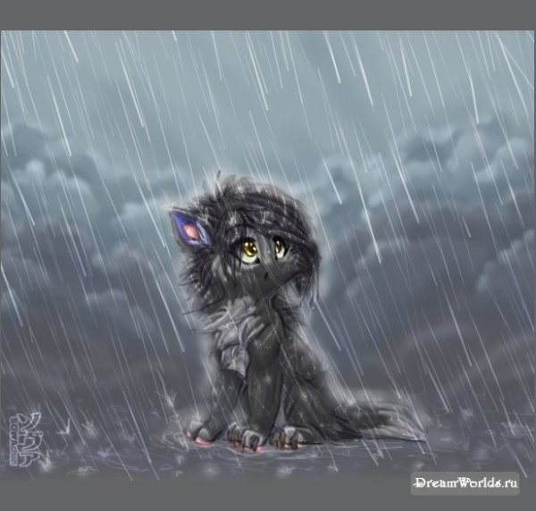 Мокрый котенок под дождем