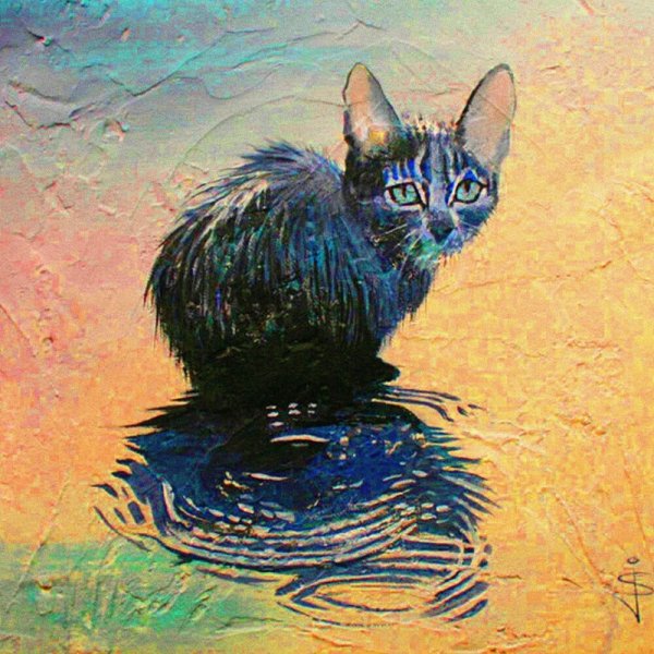 Мокрый котенок под дождем