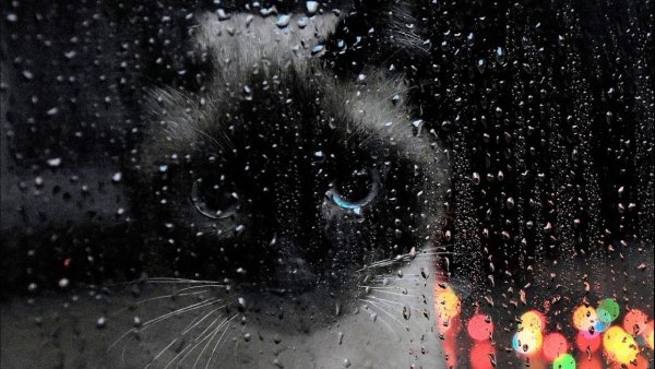 Котики и дождь для рабочего стола