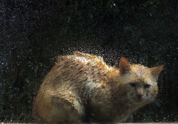 Кошка под дождем