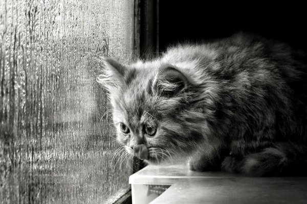 Кошка и дождь