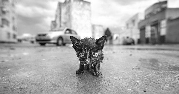 Брошенный кот