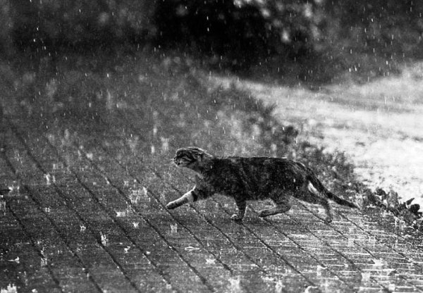 Котик под дождем