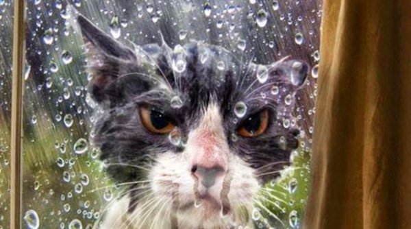 Кот за стеклом