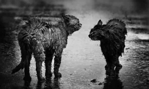 Мокрый кот под дождем