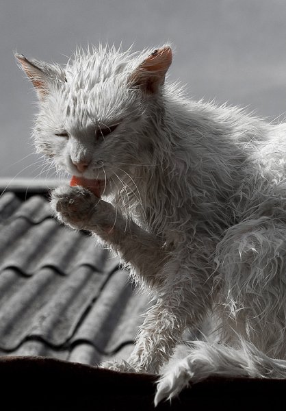 Котик под дождем