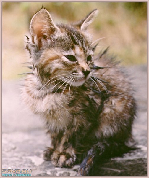 Промокший котенок