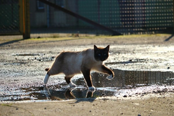 Кот под дождем
