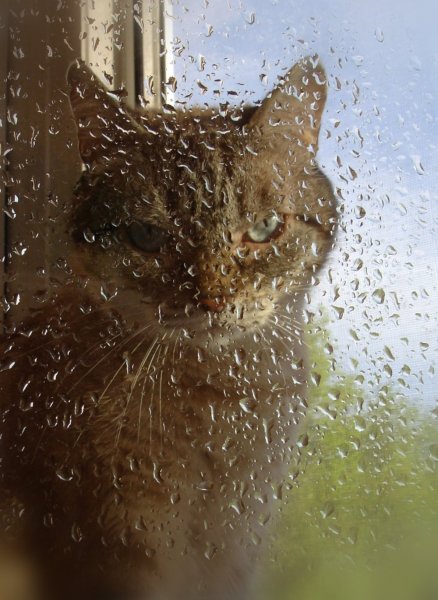 Кот и дождик