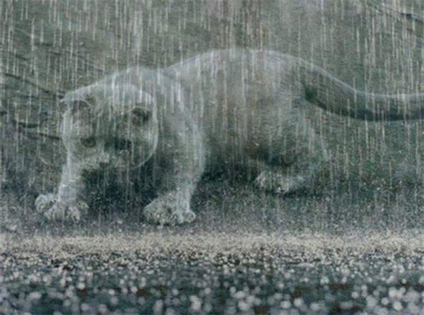 Кот промок под дождем