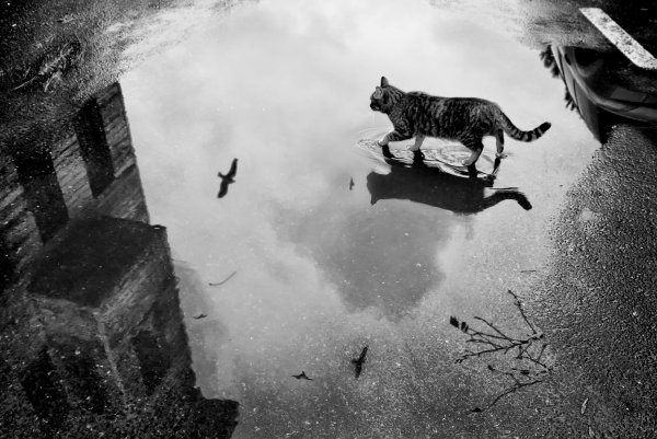 Кошка под дождем