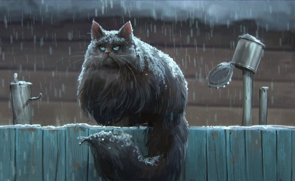 Кот промок под дождем