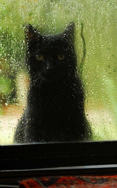 Котики дождь