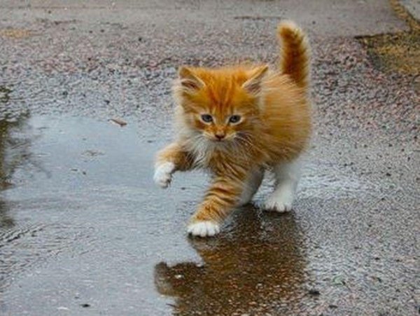 Рыжий котенок на улице