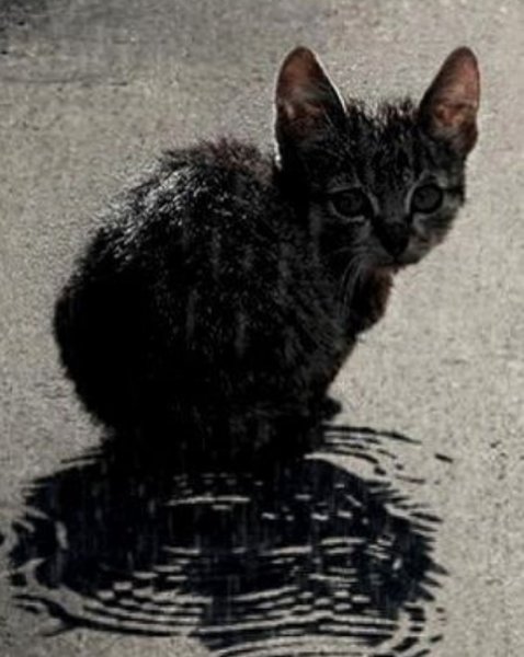 Брошенный котенок под дождем