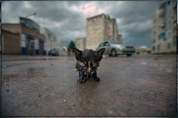 Грязный Бездомный котенок