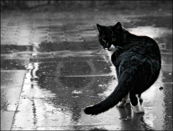 Кот под дождем