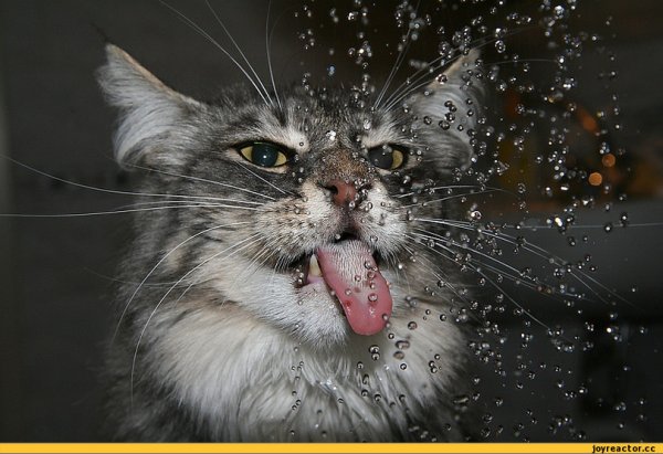Кот под дождем