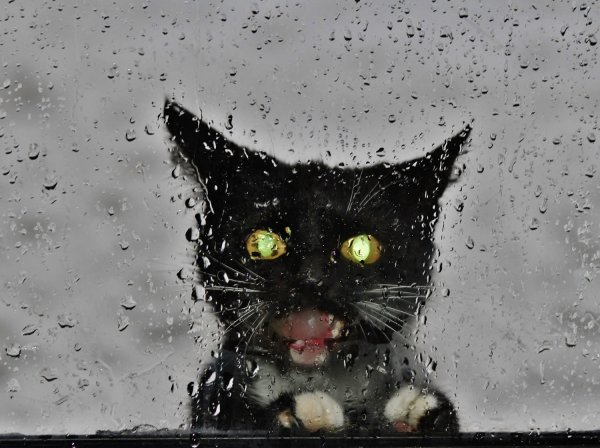 Котенок под дождем