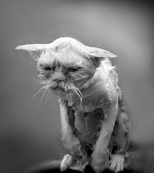 Мокрая кошка