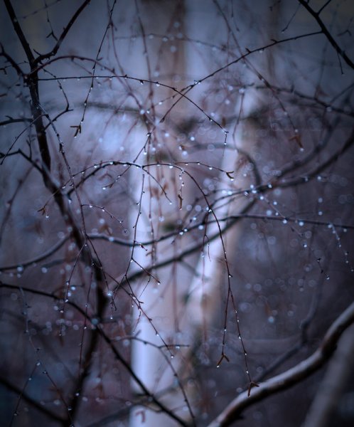 Зимний дождь